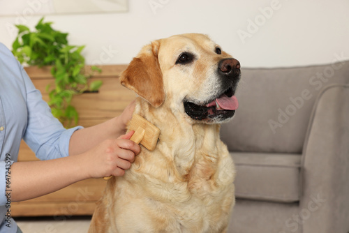 Woman brushing cute Labrador Retriever dog at home, closeup