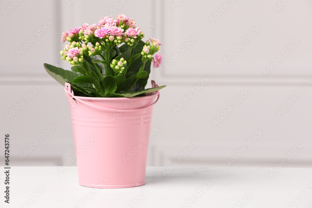 Fototapeta premium Beautiful potted kalanchoe flower on table near white wall, space for text