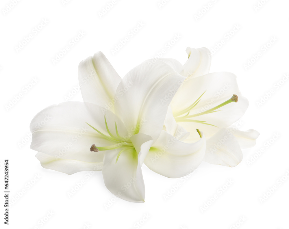 Beautiful fresh lily flowers isolated on white Beautiful fresh lily flowers isolated on white