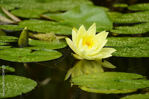 Tableau sur toile Nymphaea `Marliacea Chromatella, yellow water lily