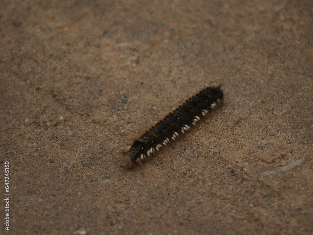 A brown caterpillar crawls along the road A brown caterpillar crawls along the road