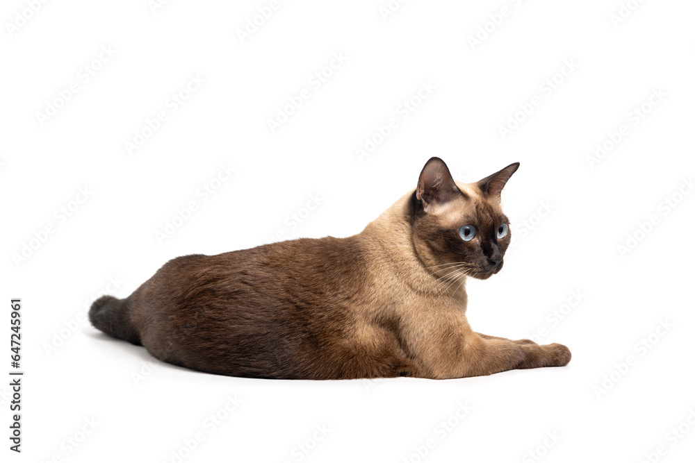 Siamese cat with blue eyes sitting on white background. Blue diamond cat sitting in the studio. Thai cat looking something with clipping path. Siamese cat with blue eyes sitting on white background. Blue diamond cat sitting in the studio. Thai cat looking something with clipping path.