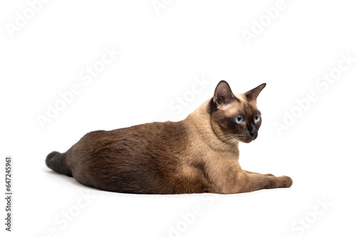 Siamese cat with blue eyes sitting on white background. Blue diamond cat sitting in the studio. Thai cat looking something with clipping path.