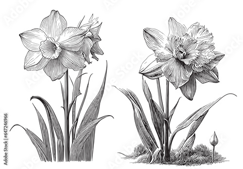 Daffodils flowers set sketch hand drawn in doodle style