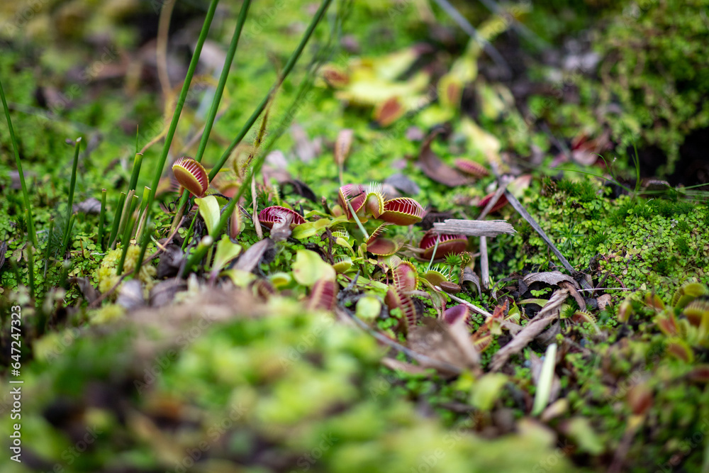 Gros plan de petites plantes Gros plan de petites plantes