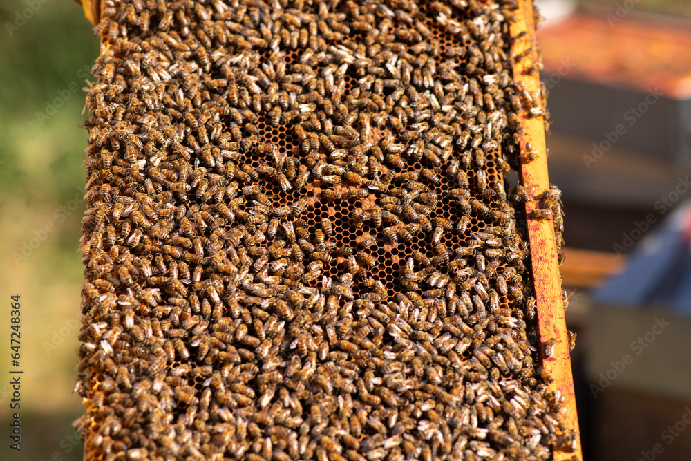Obraz premium Abeilles sur hausse de ruche