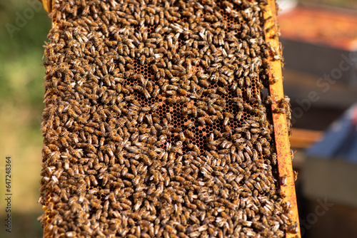 Abeilles sur hausse de ruche