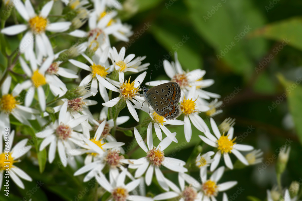 Brown Argus (Aricia agestis) butterfly sitting on a white flower in Zurich, Switzerland Brown Argus (Aricia agestis) butterfly sitting on a white flower in Zurich, Switzerland
