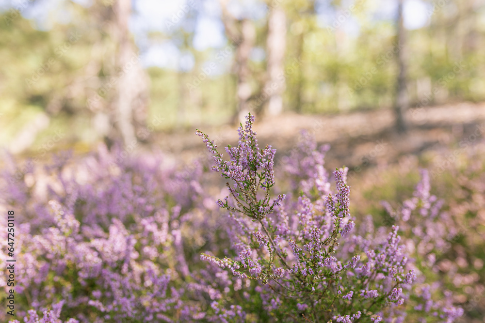 Obraz premium Summer forest