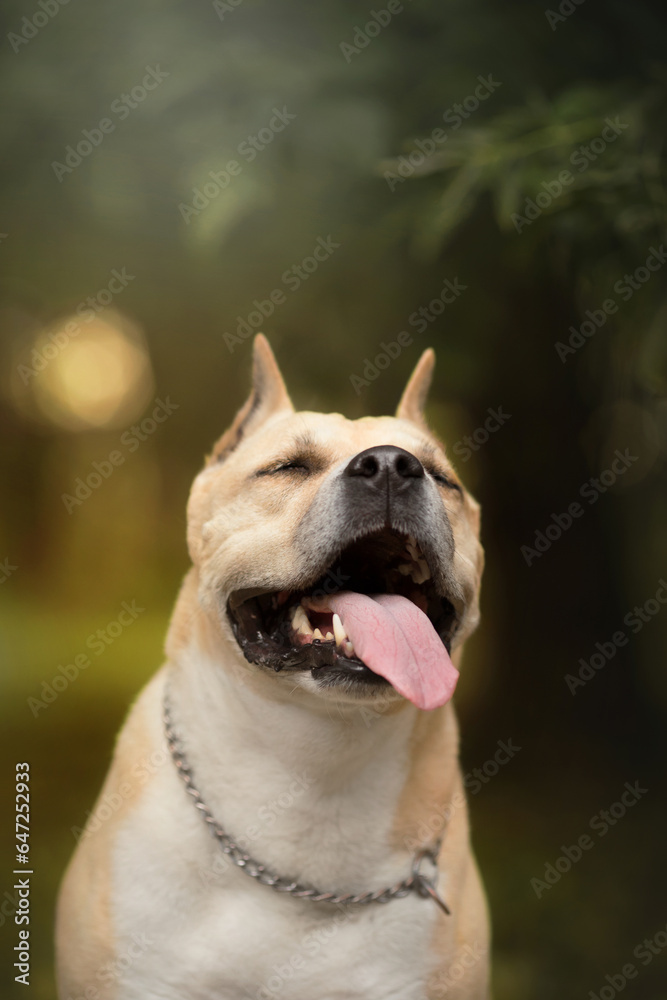 Obraz premium adult dog portrait in yellow autumn park