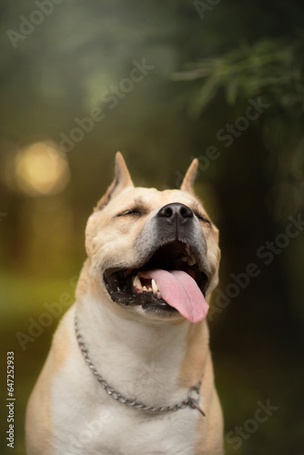 adult dog portrait in yellow autumn park