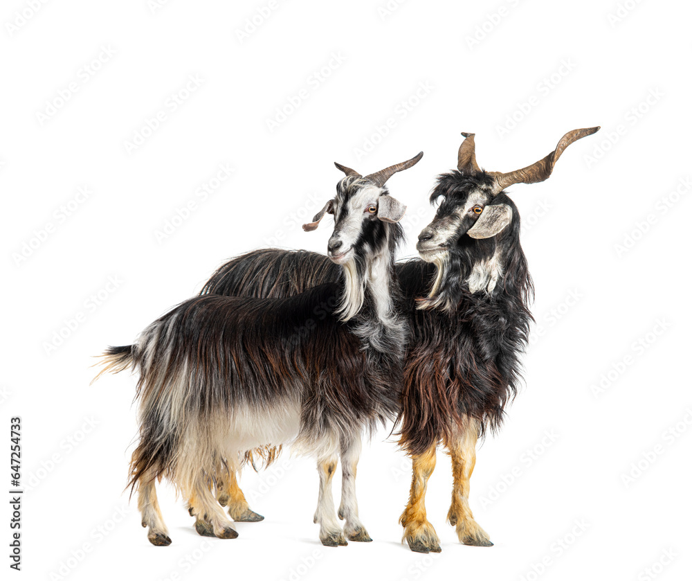 Φωτογραφία Male and female Nicastrese goat, domestic goat from calabria, italian goat, cala