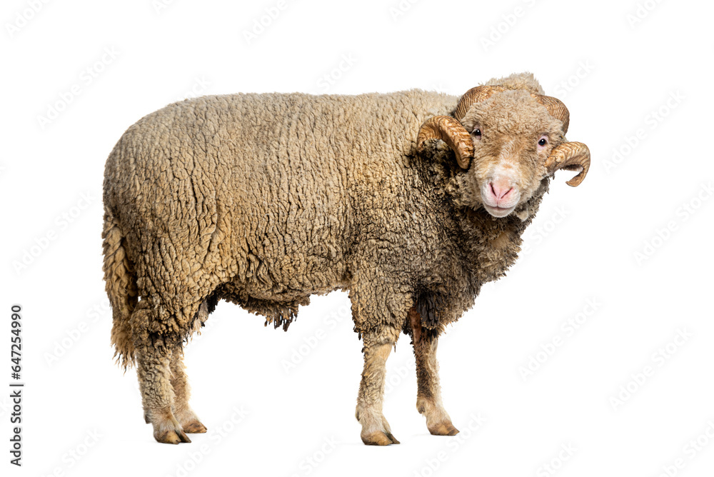 Ram Sopravissana sheep with big horns, isolated on white Ram Sopravissana sheep with big horns, isolated on white