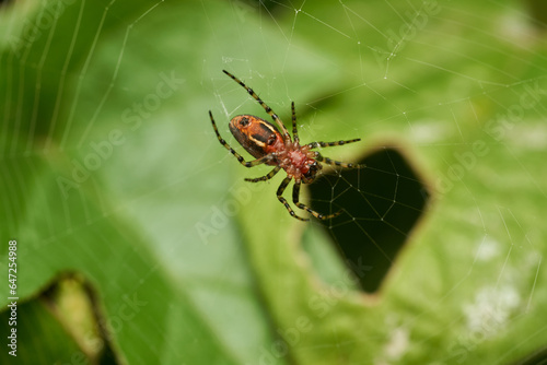 Bordeaux and black spider on its web with background of green leaves