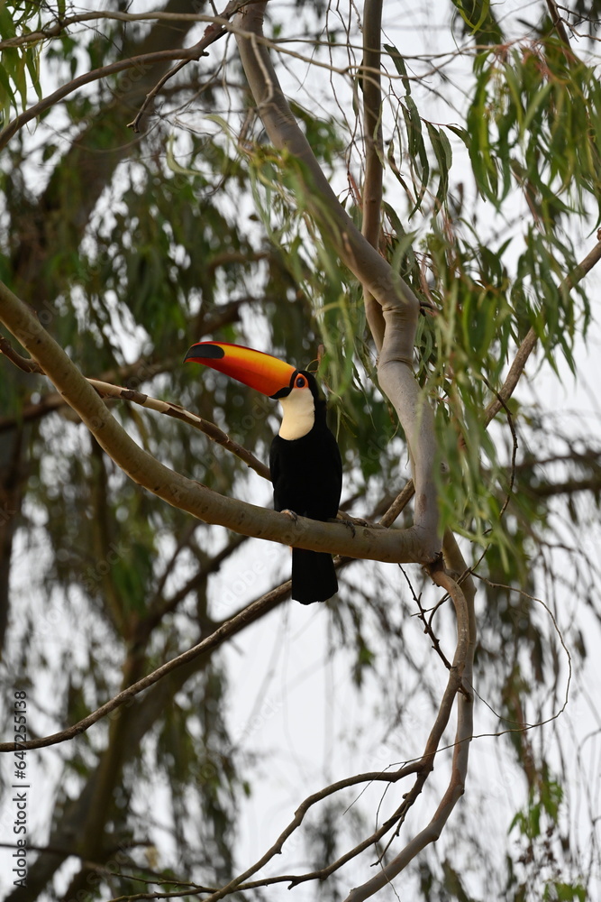 tucano