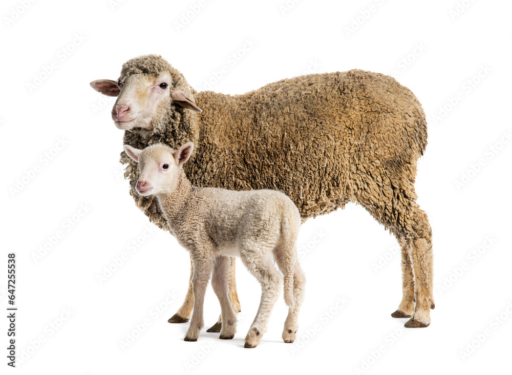 Naklejka premium Ewe Sopravissana sheep with her lamb, isolated on white