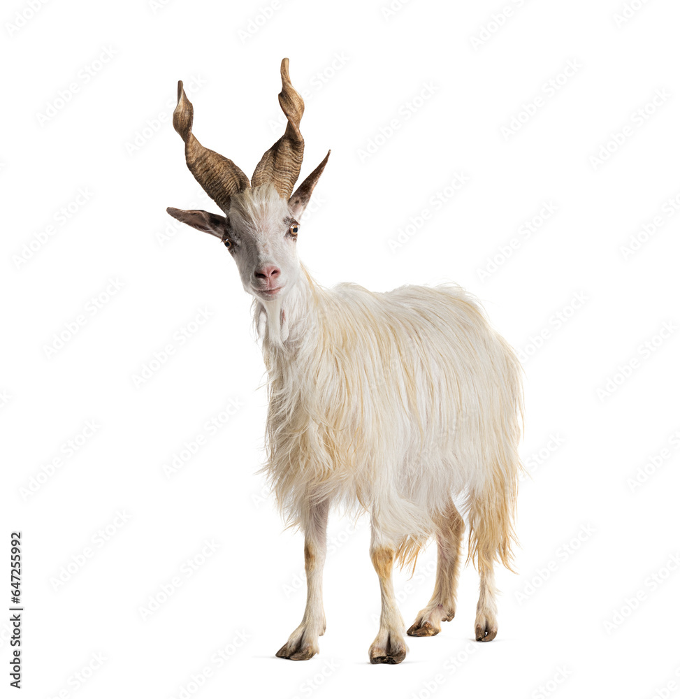 Male, Female and kid Girgentana goat, sicilian breed, isolated on white