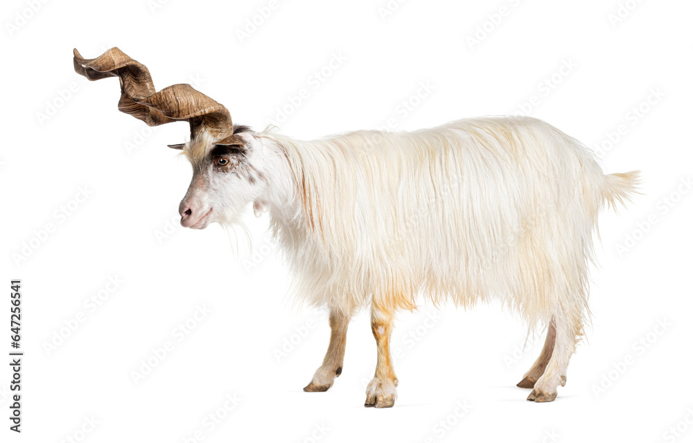 Male Girgentana goat, sicilian breed, isolated on white Male Girgentana goat, sicilian breed, isolated on white