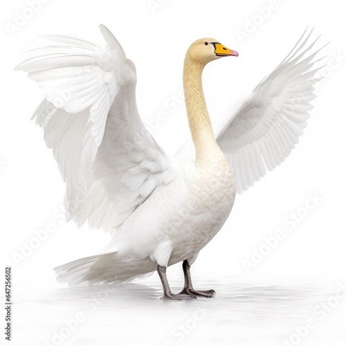Whooper swan bird isolated on white background.