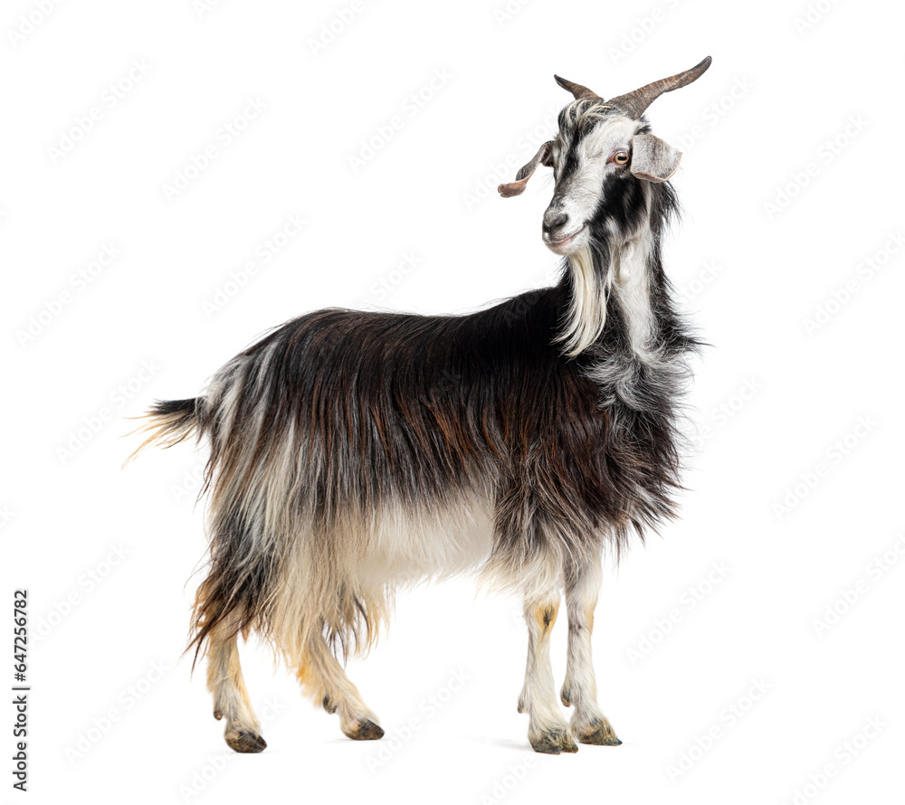 Female Nicastrese goat, domestic goat from calabria, italian goat, calabria, also name Jèlina, isolated on white Female Nicastrese goat, domestic goat from calabria, italian goat, calabria, also name Jèlina, isolated on white
