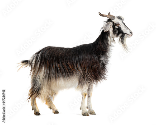 Female Nicastrese goat, domestic goat from calabria, italian goat, calabria, also name Jèlina, isolated on white photo