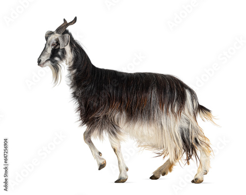 Female Nicastrese goat, domestic goat from calabria, italian goat, calabria, also name Jèlina, isolated on white