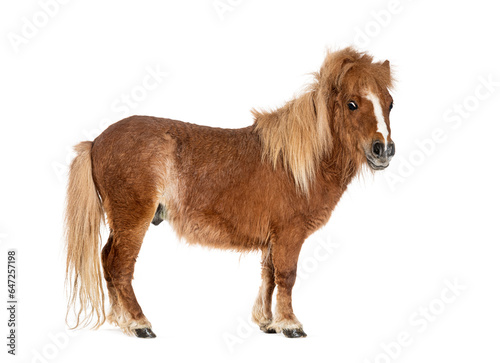 Falabella, Falabella Miniature Horse, Falabella Pony, Argentine Dwarf, Miniature Horse, Toy Horse photo
