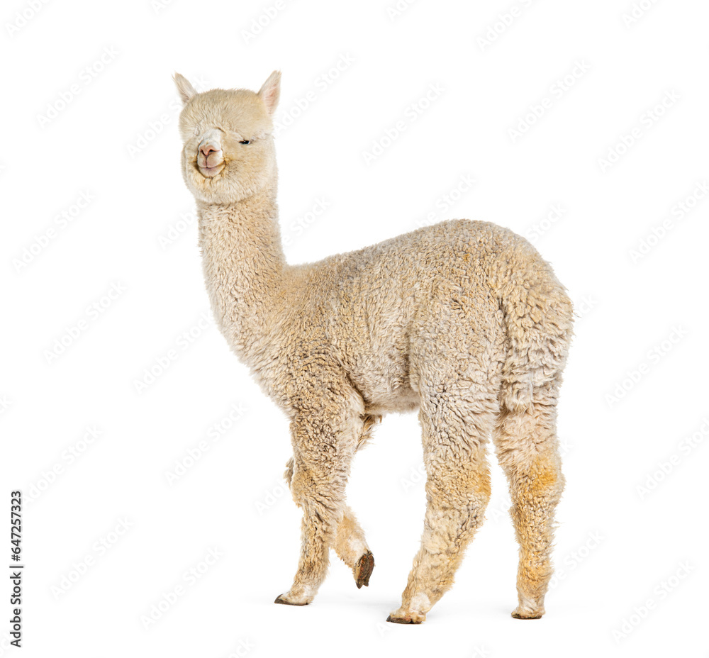 Side of a white nine months old alpaca - Lama pacos, isolated