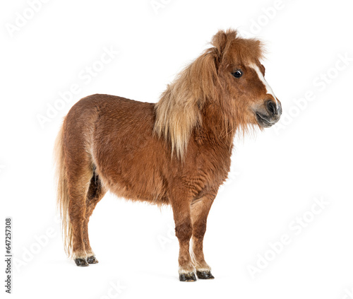 Slika na platnu Falabella, Falabella Miniature Horse, Falabella Pony, Argentine Dwarf, Miniature