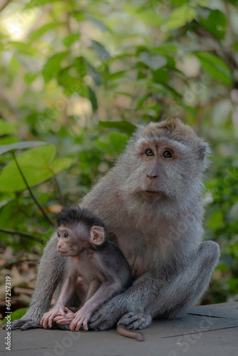 portrait of a macaque