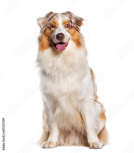 Panting Australian shepherd sitting and looking at the camera, Isolated on white