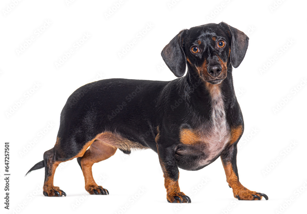 side view of a standing Dachshund dog looking at the camera, isolated on white