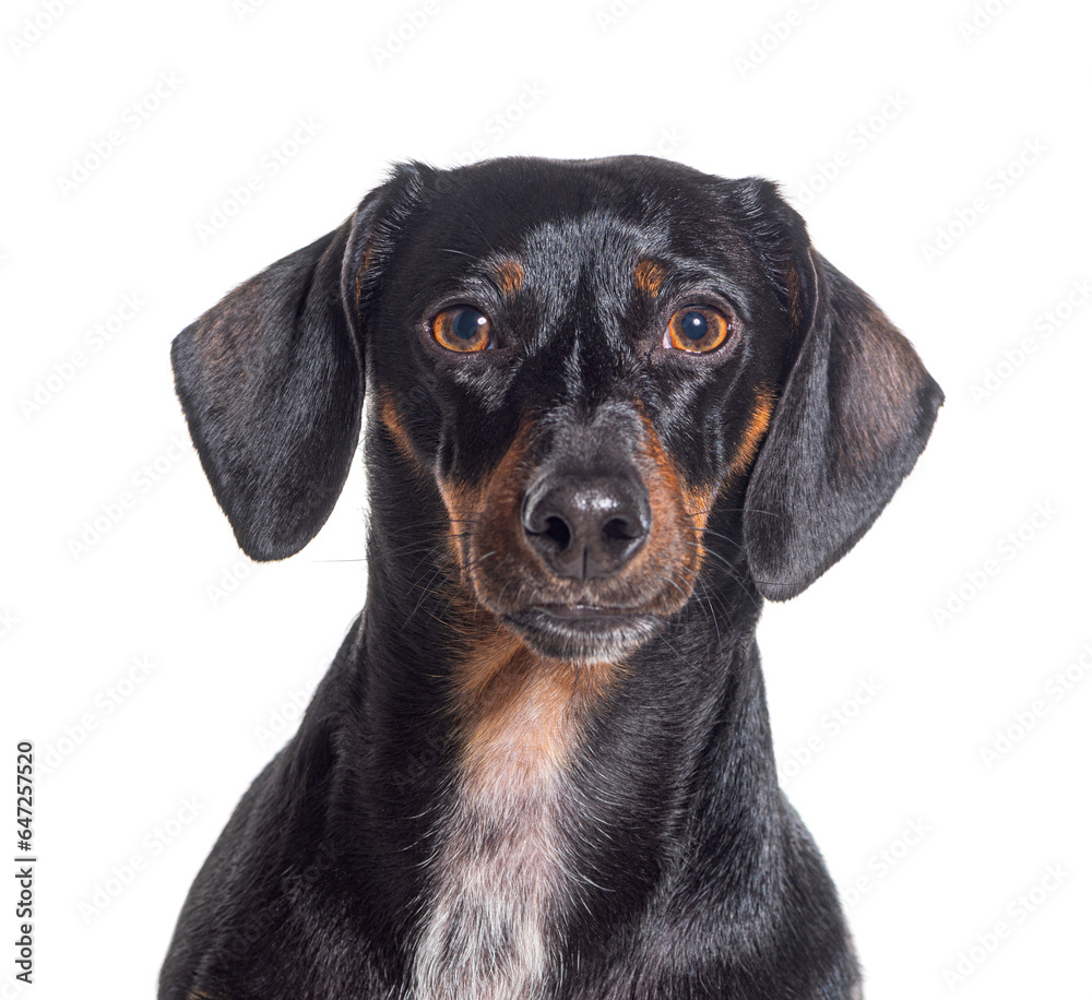 Head shot of a panting Dachshund dog looking at camera, isolated on white