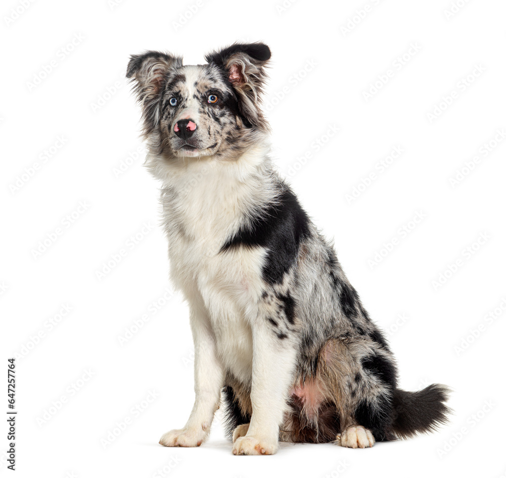 Fototapeta premium Blue merle puppy australian shepherd sitting, looking away up, isolated on white