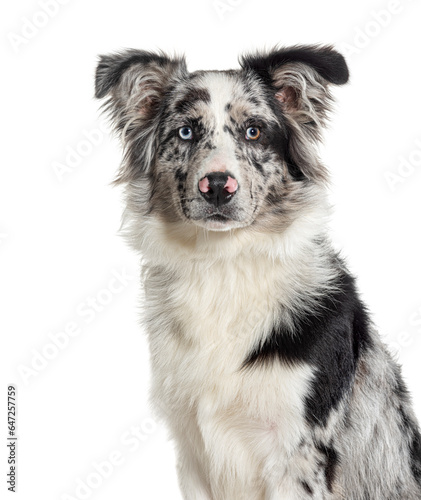 Head shot of a Blue merle puppy australian shepherd dog looking at the camera, isolated on white