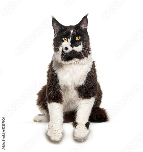 Black and white Maine coon over empty white space for text, isolated on white background