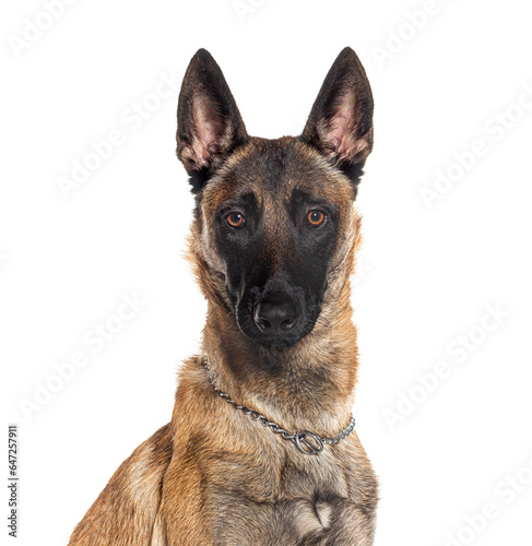 Head shot of a Belgian shepherd Malinois dog looking at the camera, isolated on white