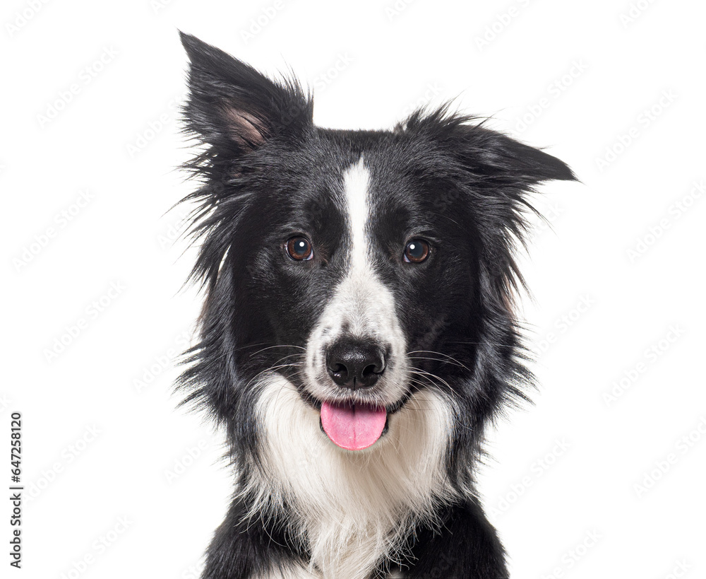 Head shot of a Young Black and white Border collie panting looking at the camera, One year old, Isolated on white Head shot of a Young Black and white Border collie panting looking at the camera, One year old, Isolated on white