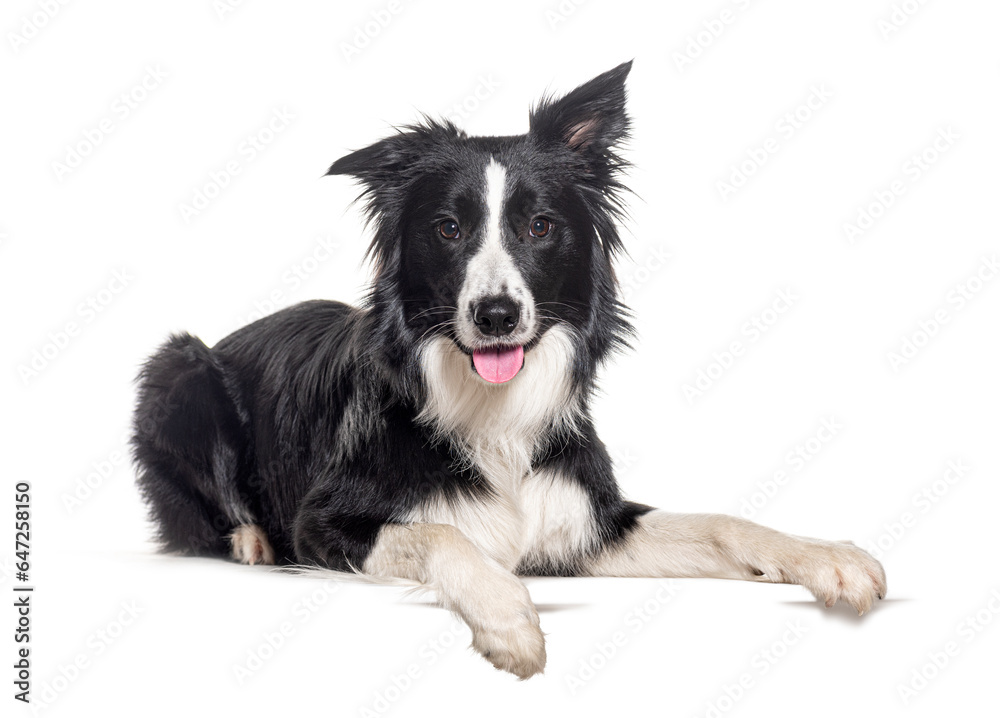 Young Black and white Border collie lying down with paws on empty place for text, looking at the camera, Isolated on white