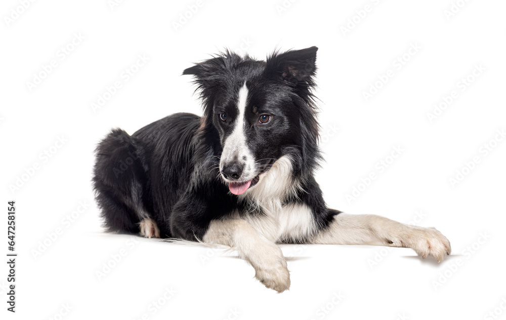 Young Black and white Border collie lying down looking down with paws on empty place for text, Isolated on white