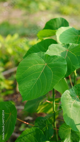 Green leaves of Hibiscus tiliaceus