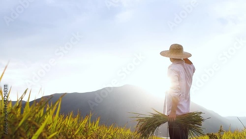 Autumn rice field landscape with ripening rice and grains, farmer wearing a straw hat and holding rice ears, harvest season sunlight and sunset field background
