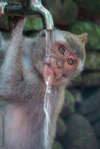 close up of a monkey