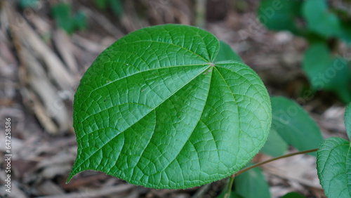 Close up of Hibiscus macrophyllus leaves photo