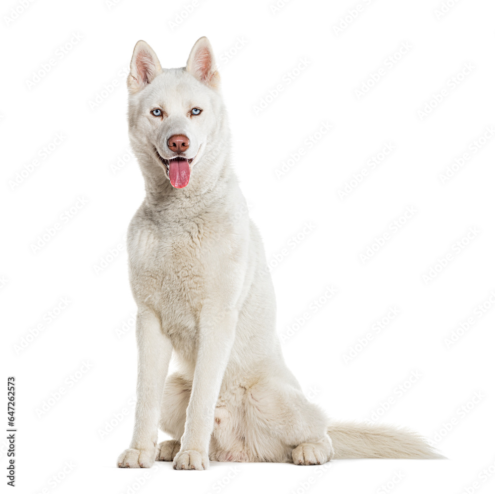 Sitting blue eyed Husky Panting looking at the camera, isolated on white Sitting blue eyed Husky Panting looking at the camera, isolated on white