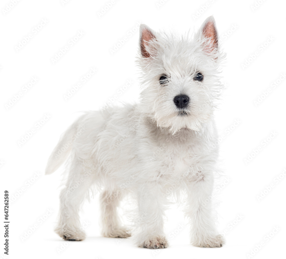 side view of a standing Puppy West Highland White Terrier, isolated on white side view of a standing Puppy West Highland White Terrier, isolated on white