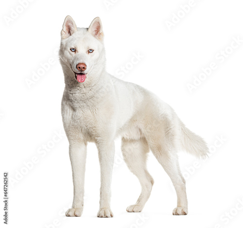 side view of a standing Husky panting, isolate don white