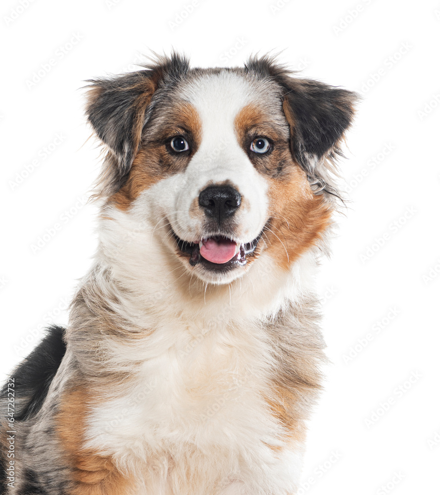 Head shot of a panting Australian shepherd looking at the camera, Isolated on white Head shot of a panting Australian shepherd looking at the camera, Isolated on white