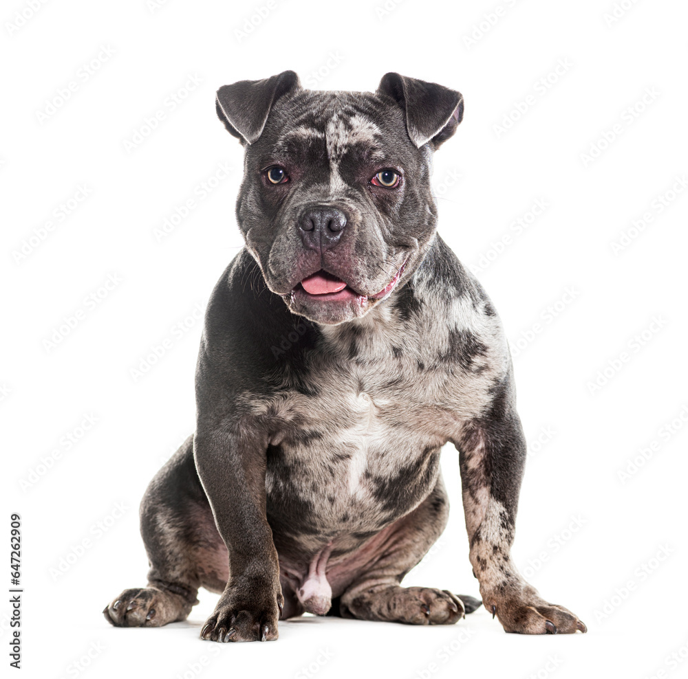 Merle American Bully sitting in front, panting and looking at the camera, isolated on white