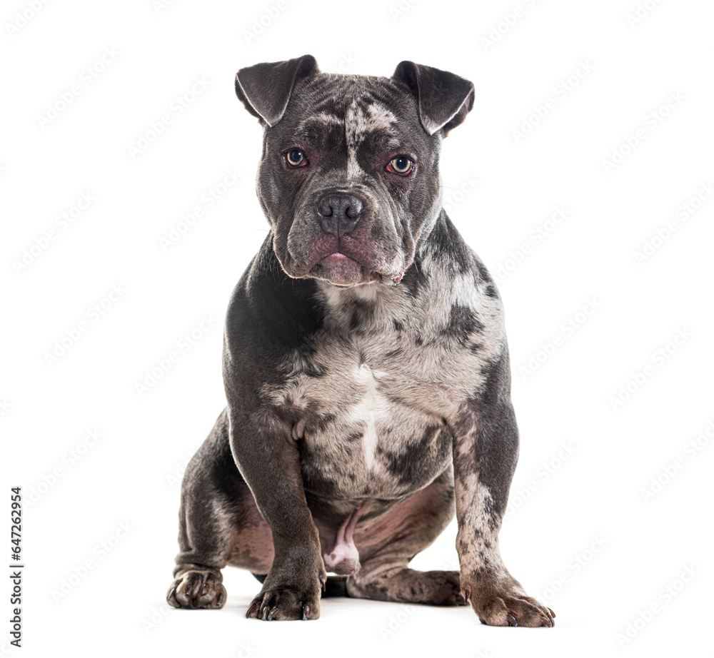 Merle American Bully sitting and looking at the camera, Isolated on white